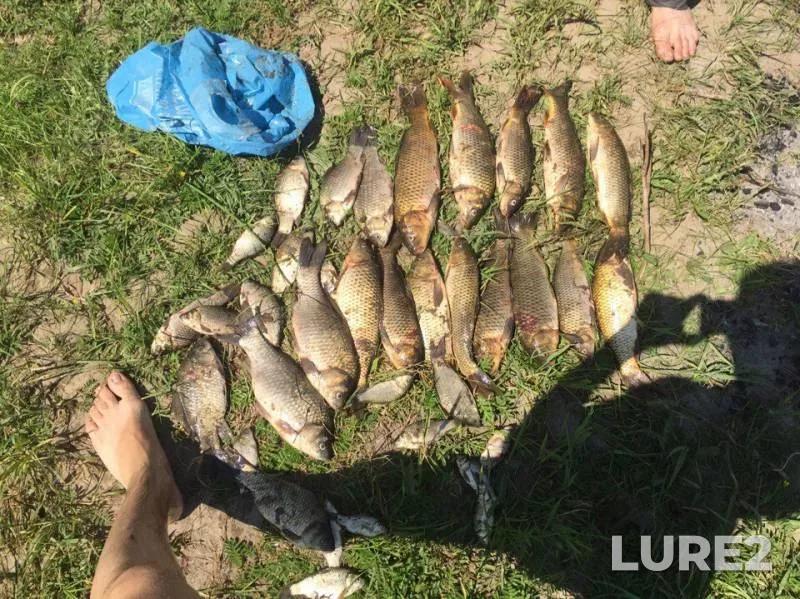 Crucian carp — Abakan, Jun 19, 2017