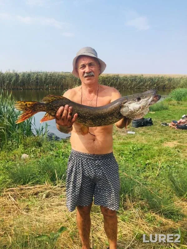 Pike — Belgorodskaya oblast, Sep 05, 2019