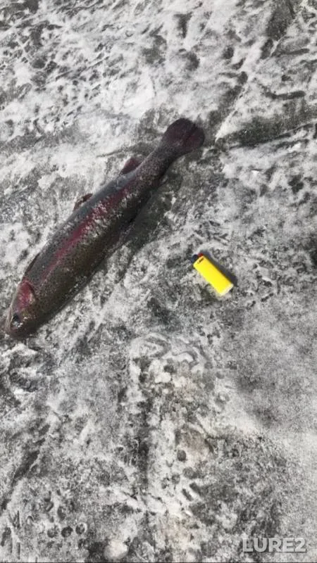 Rainbow trout — KRKh Shabrovskiy, Apr 15, 2019