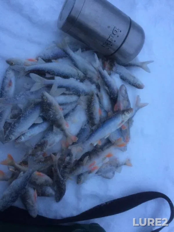 Perch — Ilevna, Jan 13, 2019