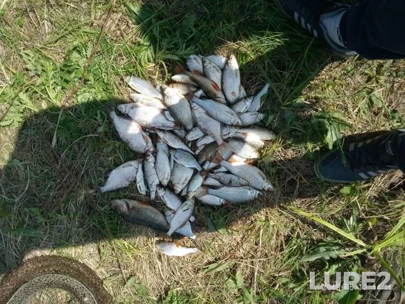 Bream, Perch — Pravyy Tuzlov, May 13, 2019