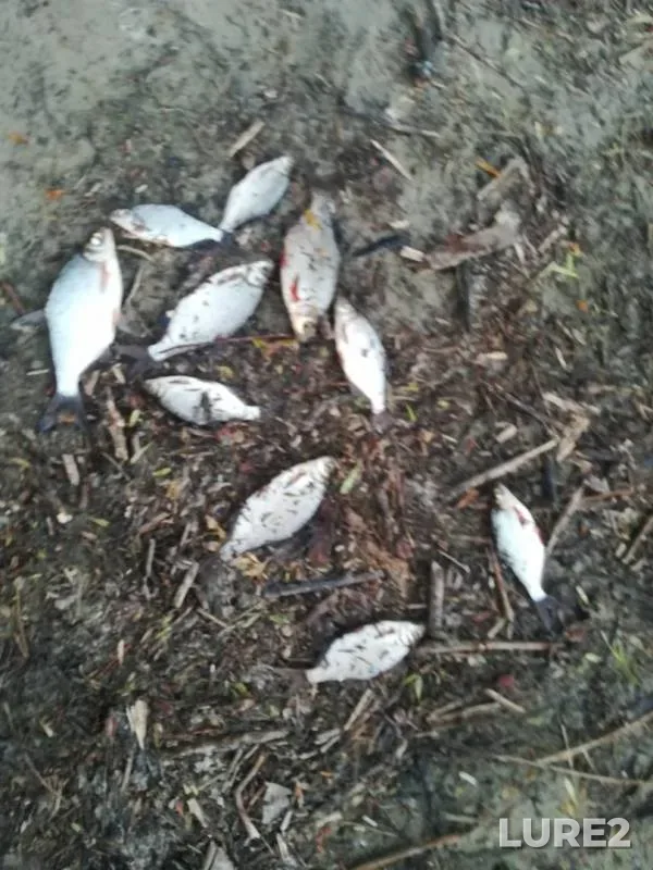 Bream, White bream — Desna, May 31, 2018