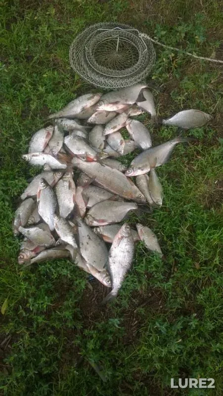 Bream — Oka, Jul 07, 2019