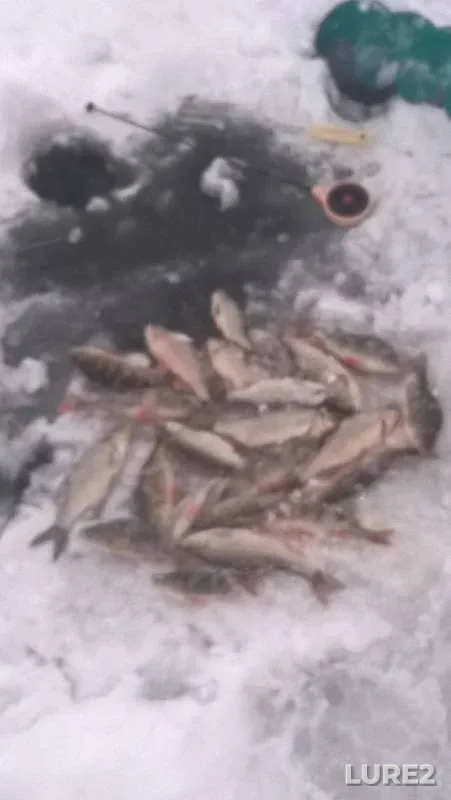 Bream, Perch — Bystraya Sosna, Dec 07, 2018