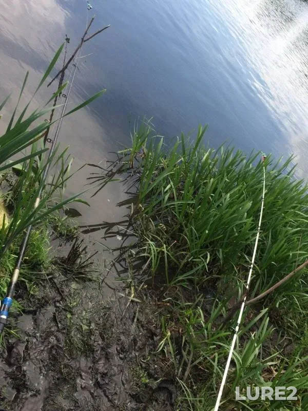 Asp, Crucian carp — Bystraya Sosna, May 16, 2018