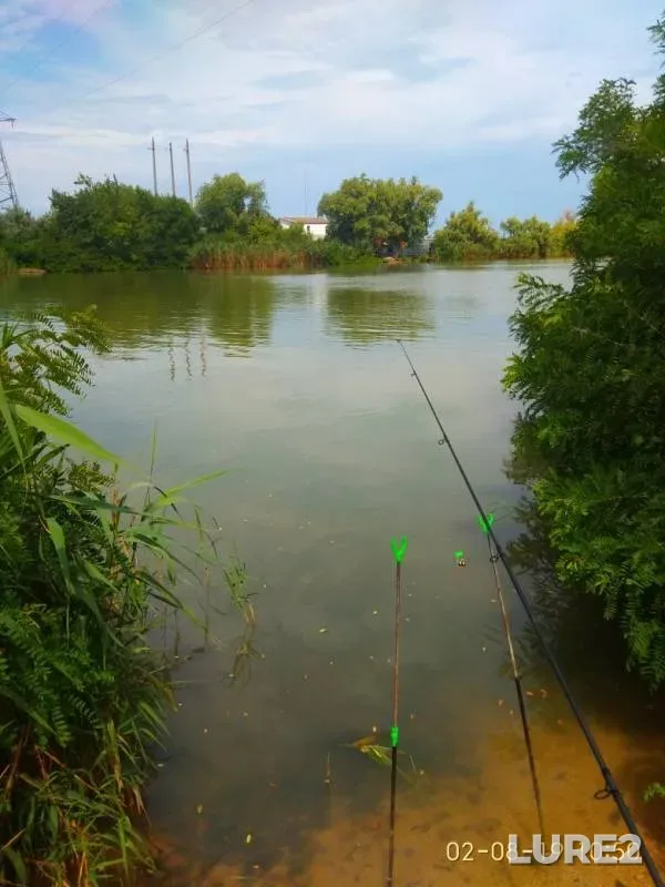 Wels catfish, Perch — Kuban, Aug 03, 2019