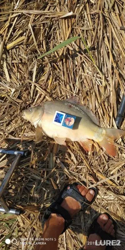 Carp — Kuban, Aug 04, 2019