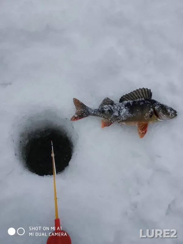 Perch — Chekkoruchey, Mar 24, 2019