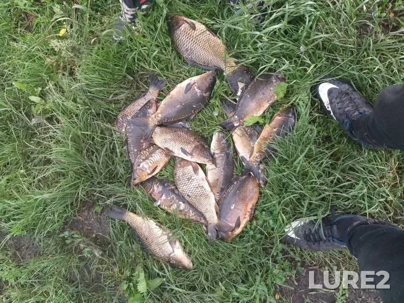 Carp — Belgorodskaya oblast, May 27, 2019