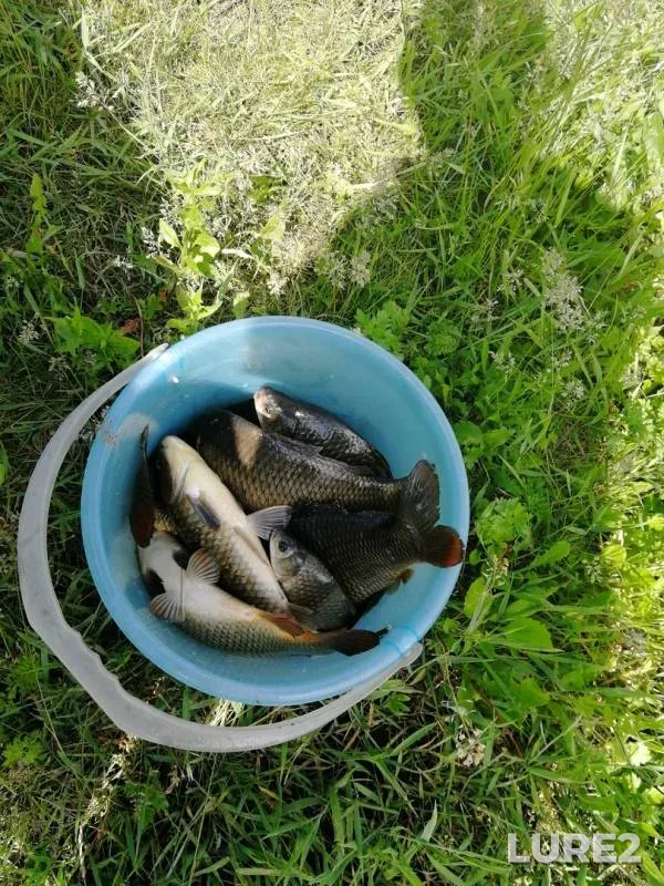 Carp, Crucian carp — Belgorodskaya oblast, Jun 02, 2019