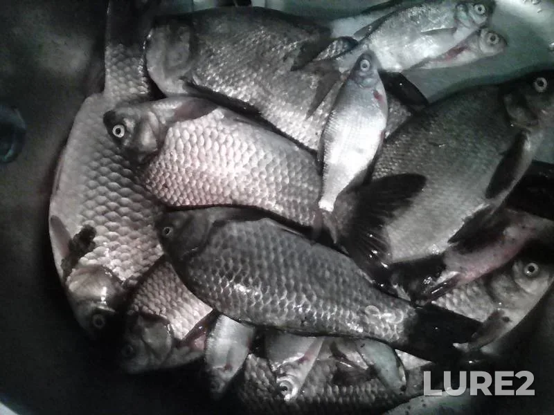 Bream, Crucian carp — Dresna, May 18, 2017