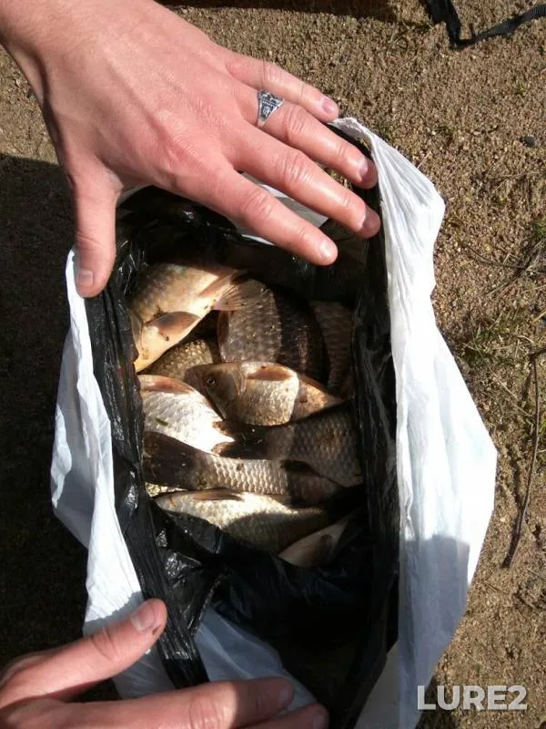 Crucian carp — Klyuchevoye, Apr 14, 2017