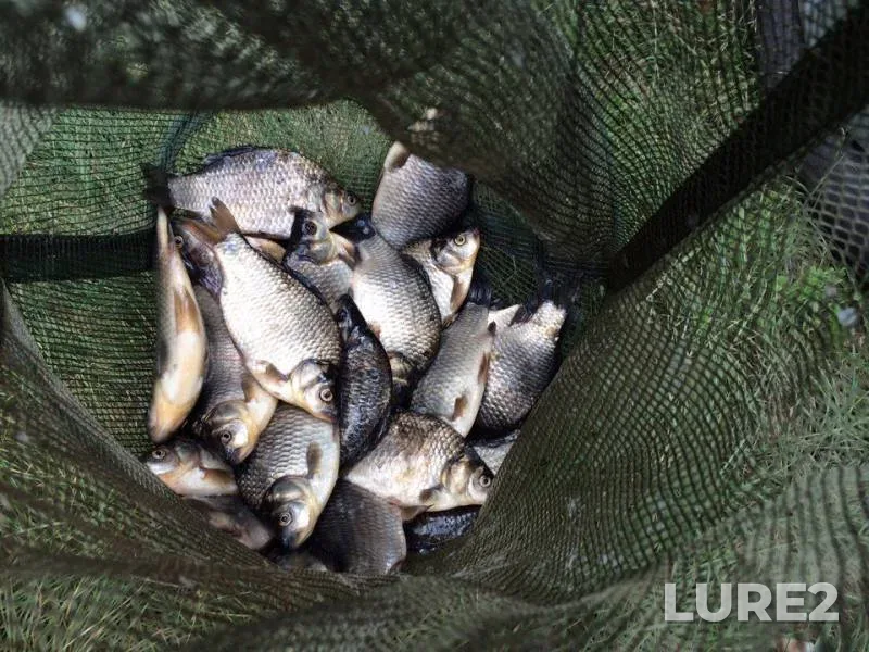 Crucian carp — Smolenskaya oblast, Jun 18, 2017