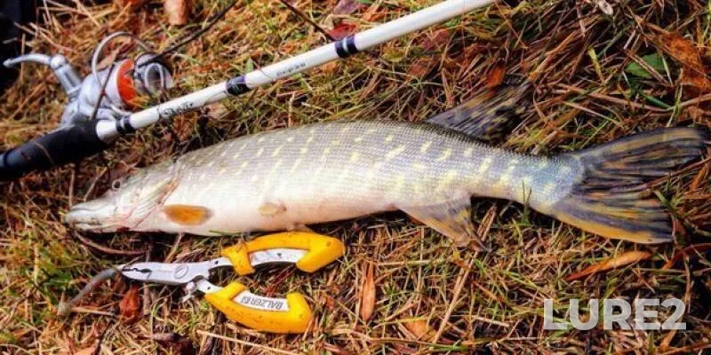 Perch, Pike — Kerchik, May 30, 2017