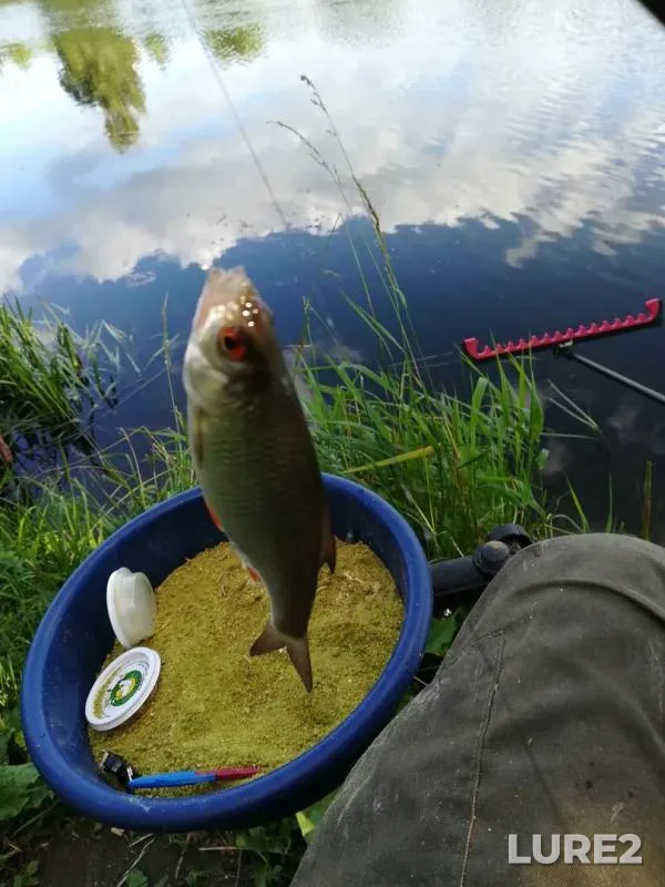 Roach — Smolenskaya oblast, Jul 18, 2017