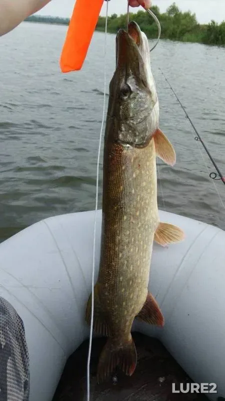 Pike, Zander — Dresna, Jul 29, 2017