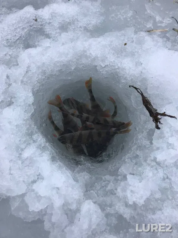 Perch — Podsnezhniki, Dec 27, 2017