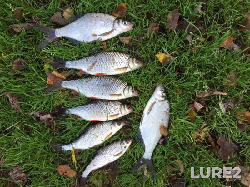 Bream, Roach — Yerevnya, Sep 26, 2017