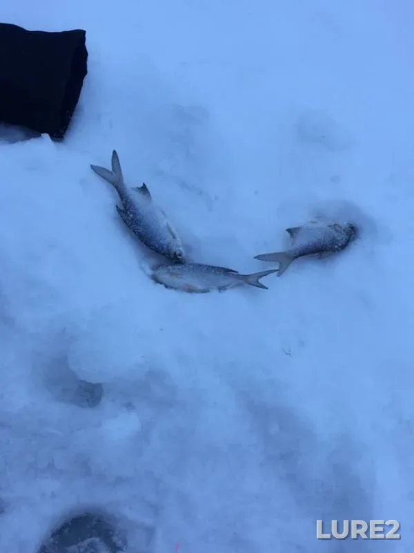 White bream — Izh, Dec 15, 2018
