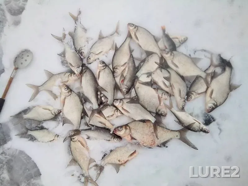 Bream — Akatovskoye, Dec 11, 2018