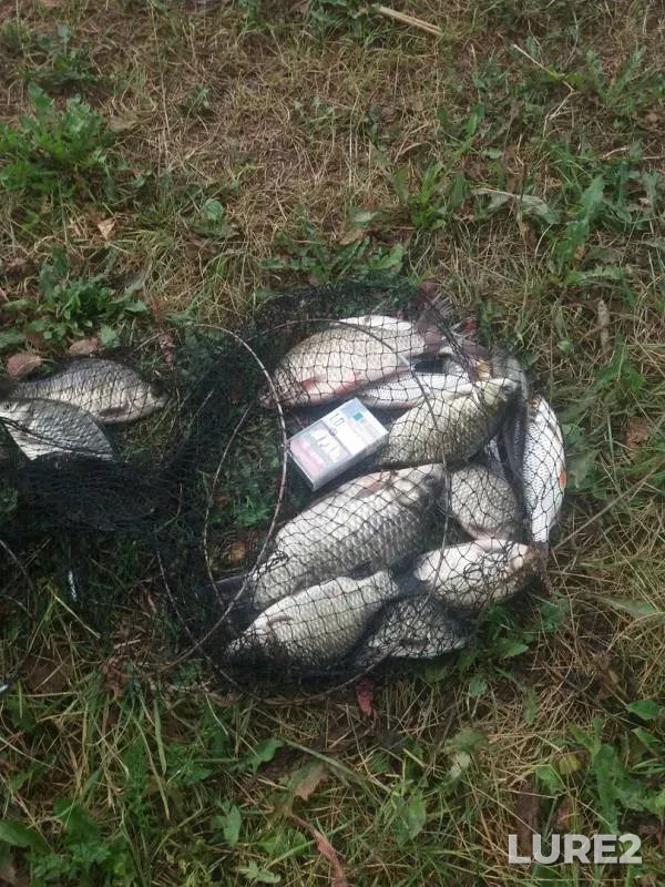Crucian carp — Dubrovenka, Aug 19, 2018