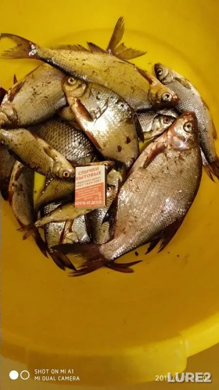 Bleak, Bream — Skazka, May 01, 2019