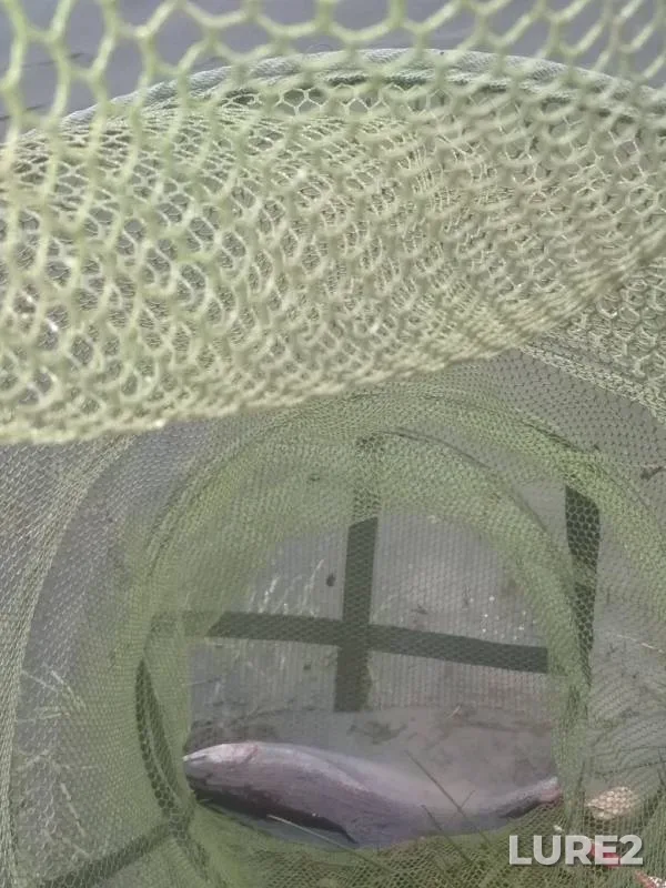 Rainbow trout — Rechma, Nov 20, 2019