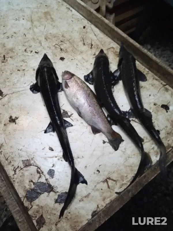 Rainbow trout — Rechma, Nov 19, 2019