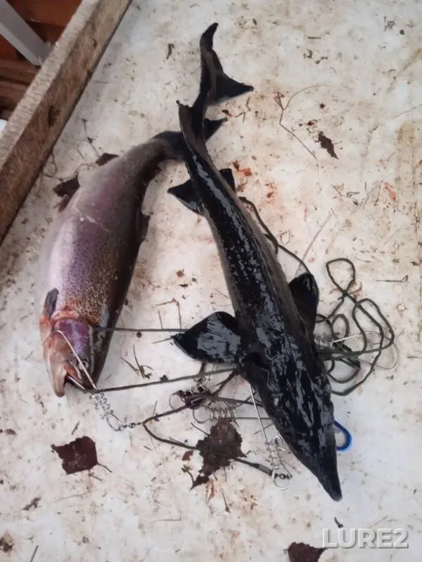 Rainbow trout — Rechma, Nov 16, 2019