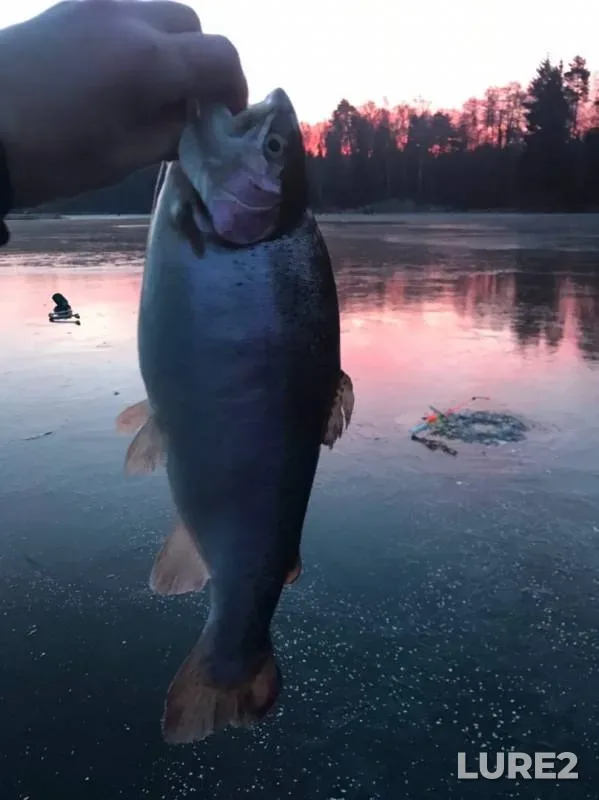 Rainbow trout — Rechma, Nov 23, 2019