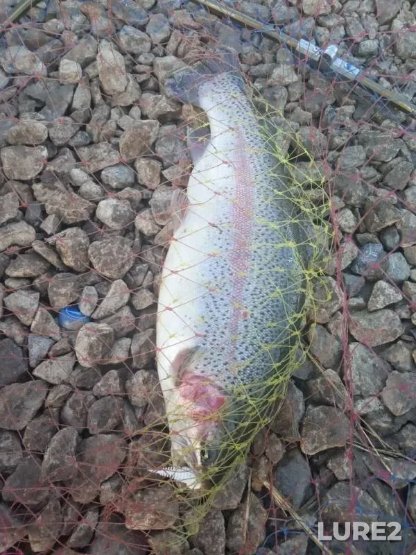 Rainbow trout — Rechma, Nov 14, 2019