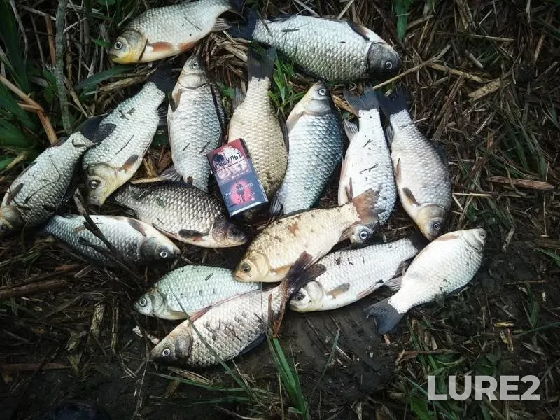 Carp, Crucian carp — Kuban, Apr 14, 2019