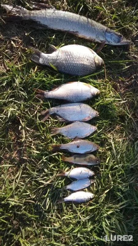 Crucian carp, Perch — Kazachiy Yerik, Nov 04, 2018