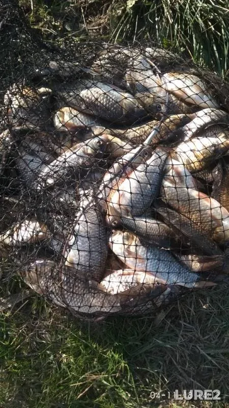 Crucian carp — Shestoy, Nov 04, 2018