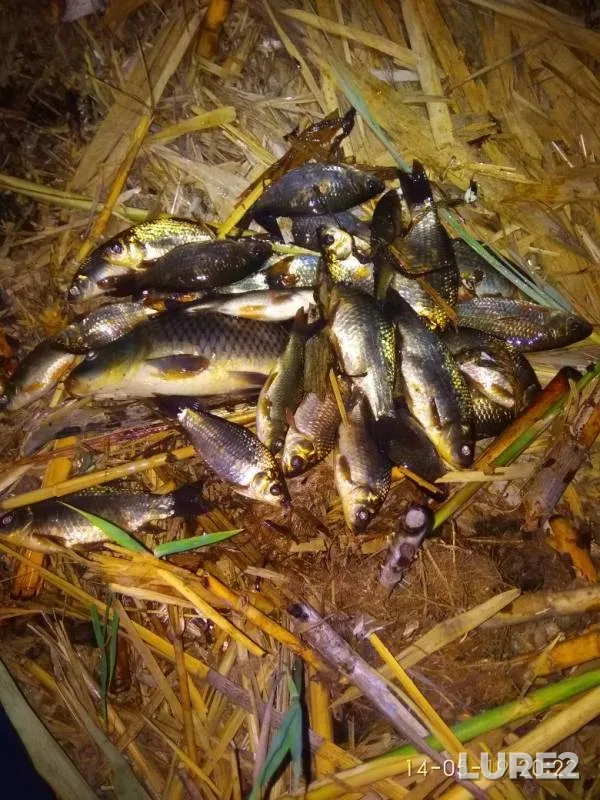 Carp, Crucian carp — Churbashskoye, May 14, 2019