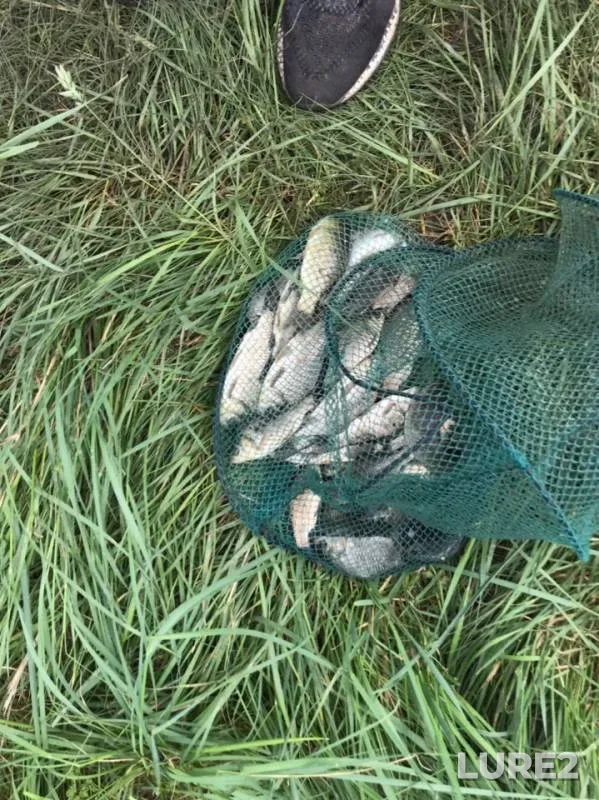 Crucian carp — Avtonomna Respublika Krim, May 20, 2019