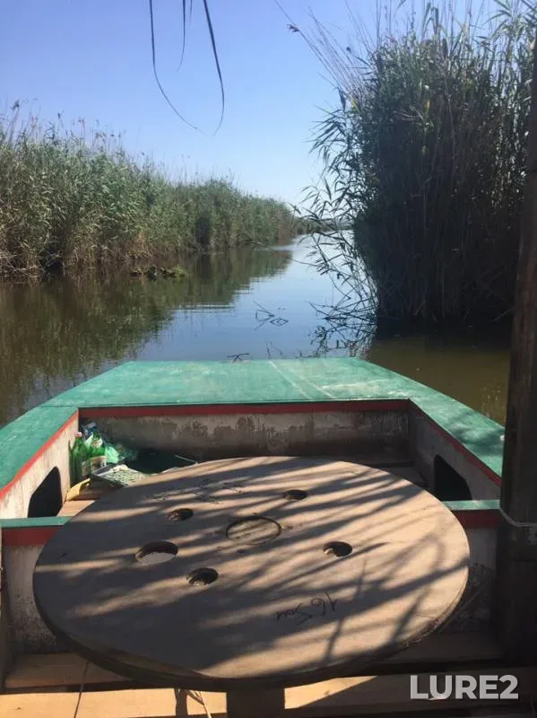 Crucian carp, Perch — Kazachiy Yerik, Jul 04, 2019