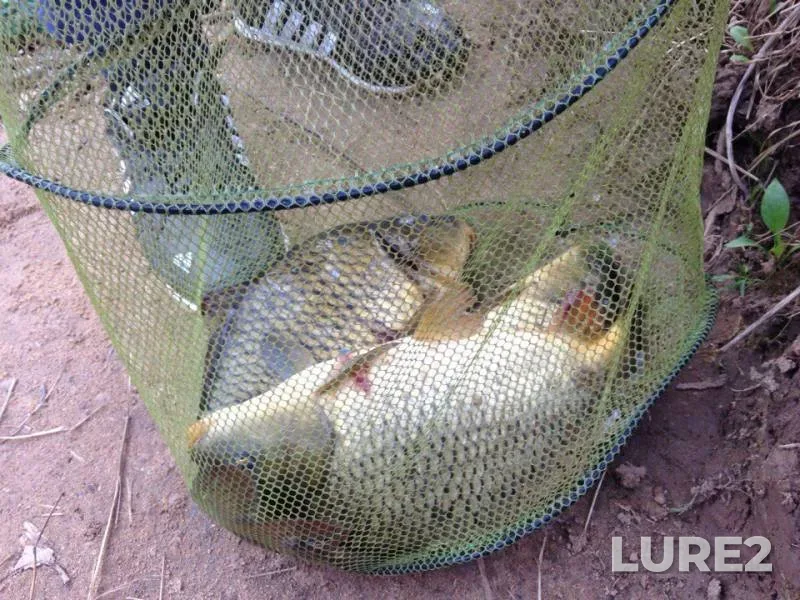 Carp — Dubrovenka, May 04, 2018
