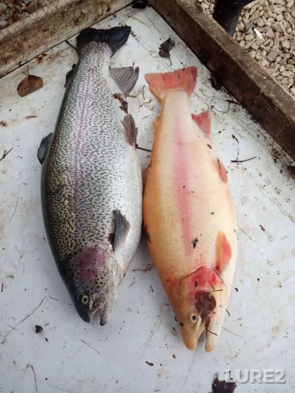 Rainbow trout — Rechma, Nov 04, 2019