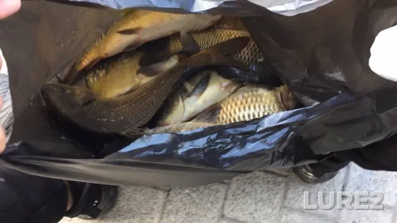 Carp, Tench — Kanal imeni Moskvy, Jul 08, 2019