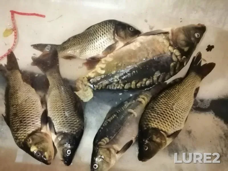 Carp, Tench — Smolenskaya oblast, Jun 22, 2019