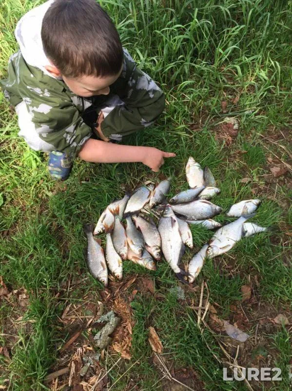 Bream, Roach — Yerevnya, Aug 01, 2017