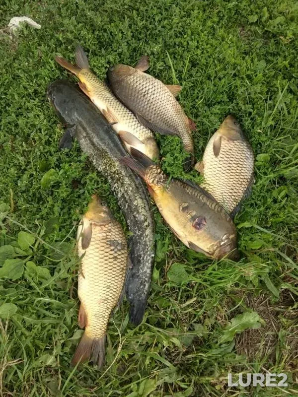 Carp, Wels catfish — Rechma, Jul 04, 2019