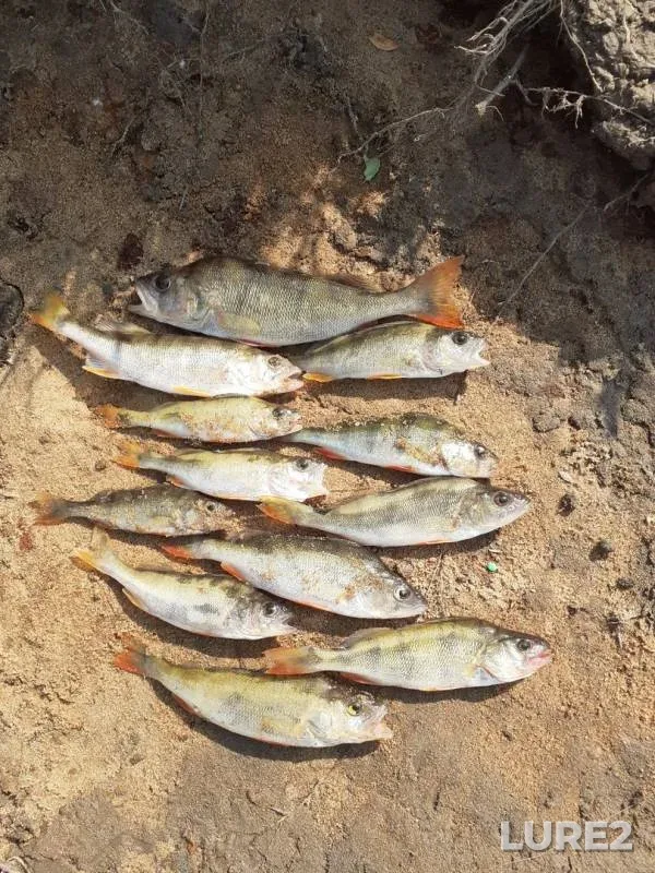 Perch — Oka, May 29, 2019