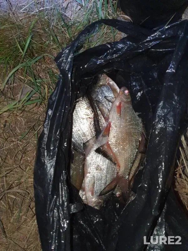 White bream — Oka, Jun 05, 2019