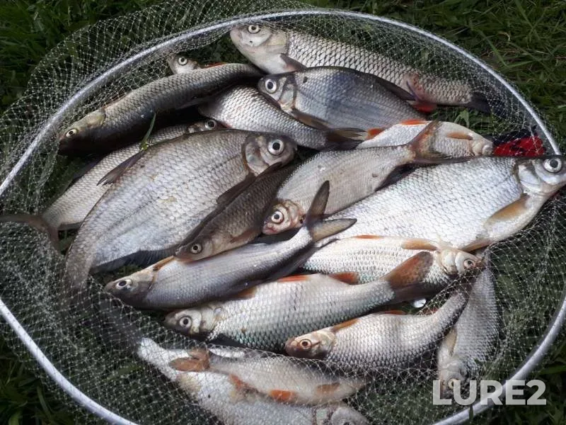 Bream, Roach — Oka, Jun 07, 2019