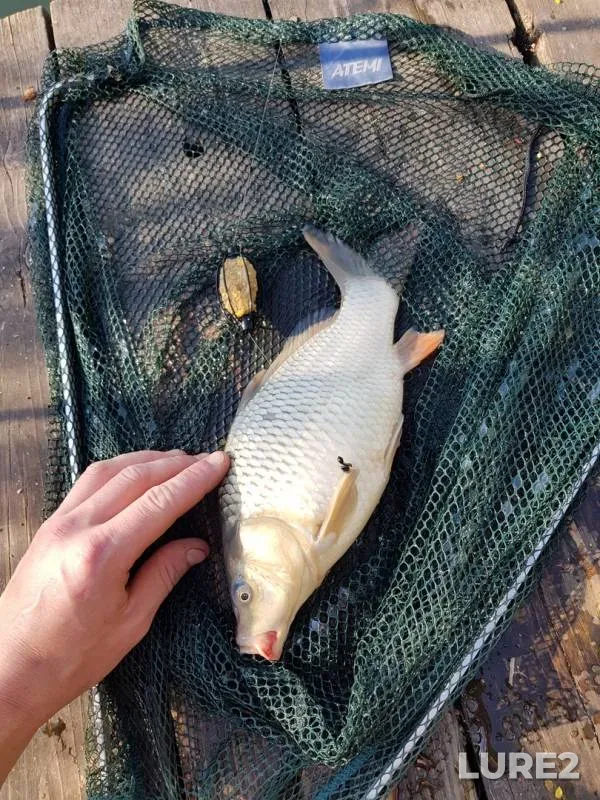 Carp — Mezhura, Aug 20, 2018