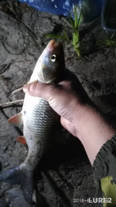 Chub, Crucian carp — Voronezh, Jun 16, 2018