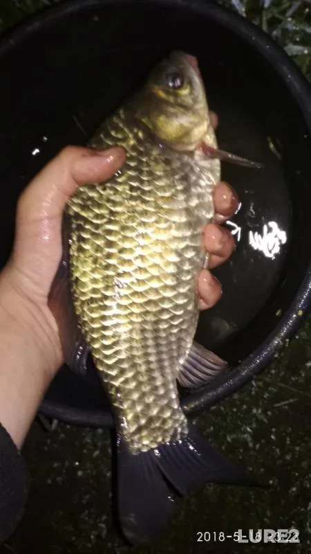 Crucian carp — Voronezh, May 19, 2018