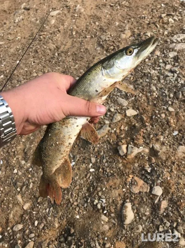 Pike — Oka, Sep 05, 2019